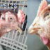 Mengenal Penyebab Ayam Aduan Pucat