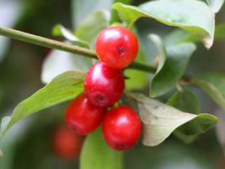 cornelian cherry fruit images