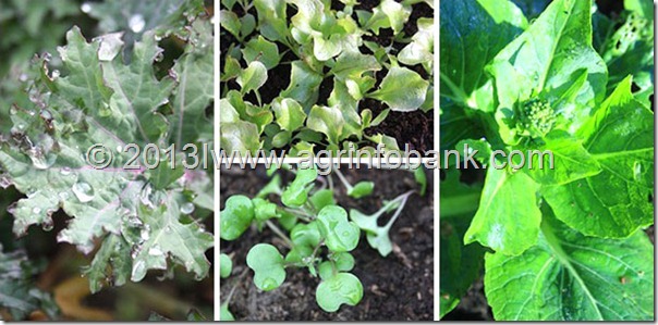5 Tips for Growing Early Spring Greens