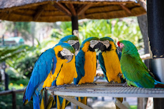 7 Facts You Didn't Know About Parrots