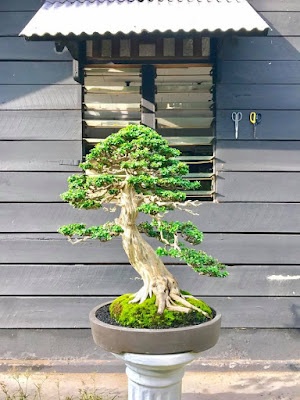 bonsai sisir terbaik