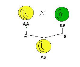 Resultado de imagen de homocigótico