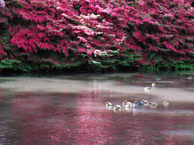 Isabella Plantation