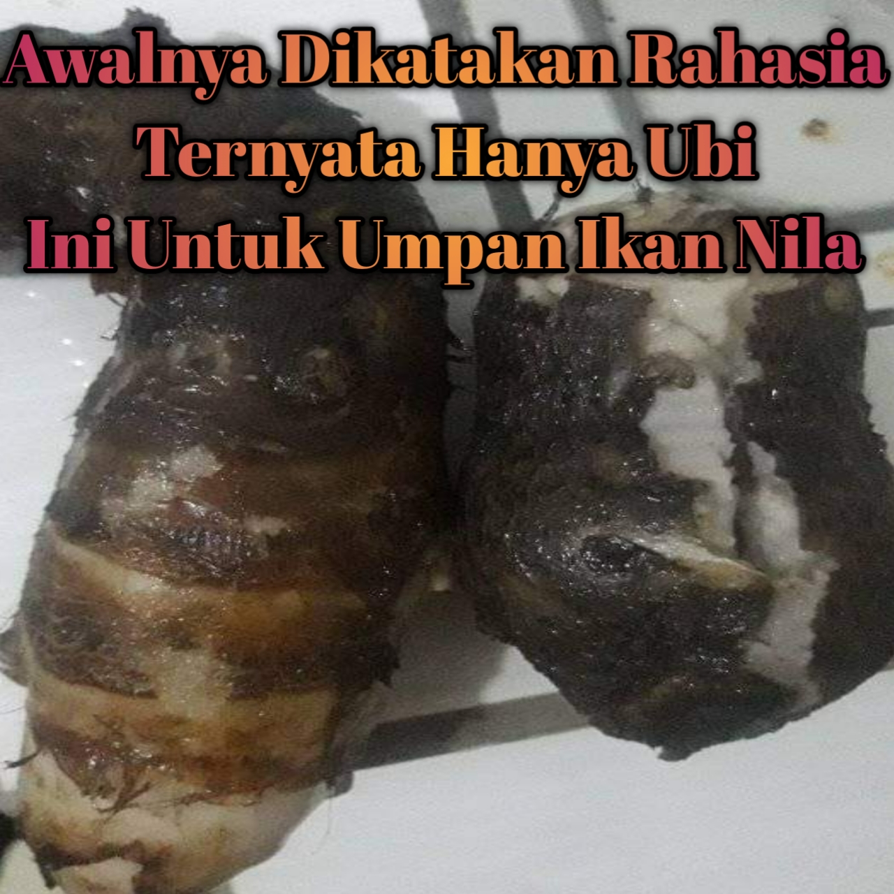 Umpan ikan nila yang dirahasiakan, jarang pernah dibagikan