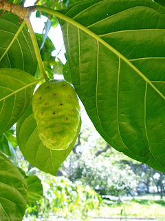 There is not much research on Noni fruit