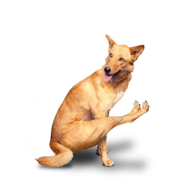 [yoga_dogs_05[1].jpg]