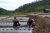 Sukseskan Ketahanan Pangan, Babinsa Dampingi Petani  Cabai Merah