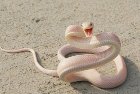 Funny animals of the week - 14 February 2014 (40 pics), albino snake looks happy