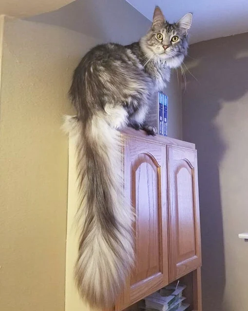 Maine Coon has the current longest domestic cat tail in the world