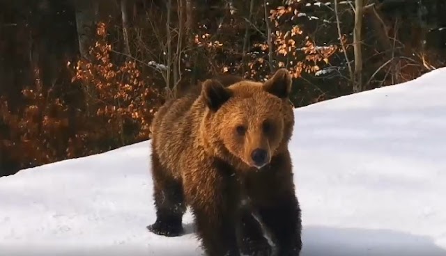 Dramatic Footage Shows Bear Chasing Skiers In Romania, Again..