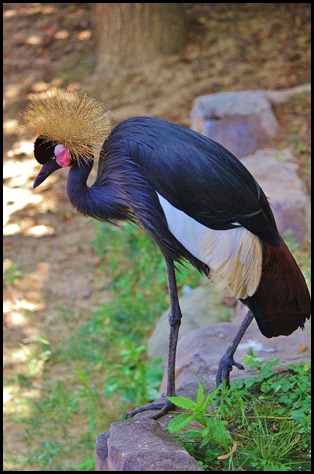 Zoo6 312