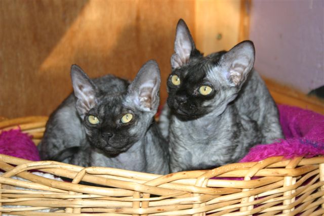 Amazing Black smokey Devon Rex cat Kitten Photo