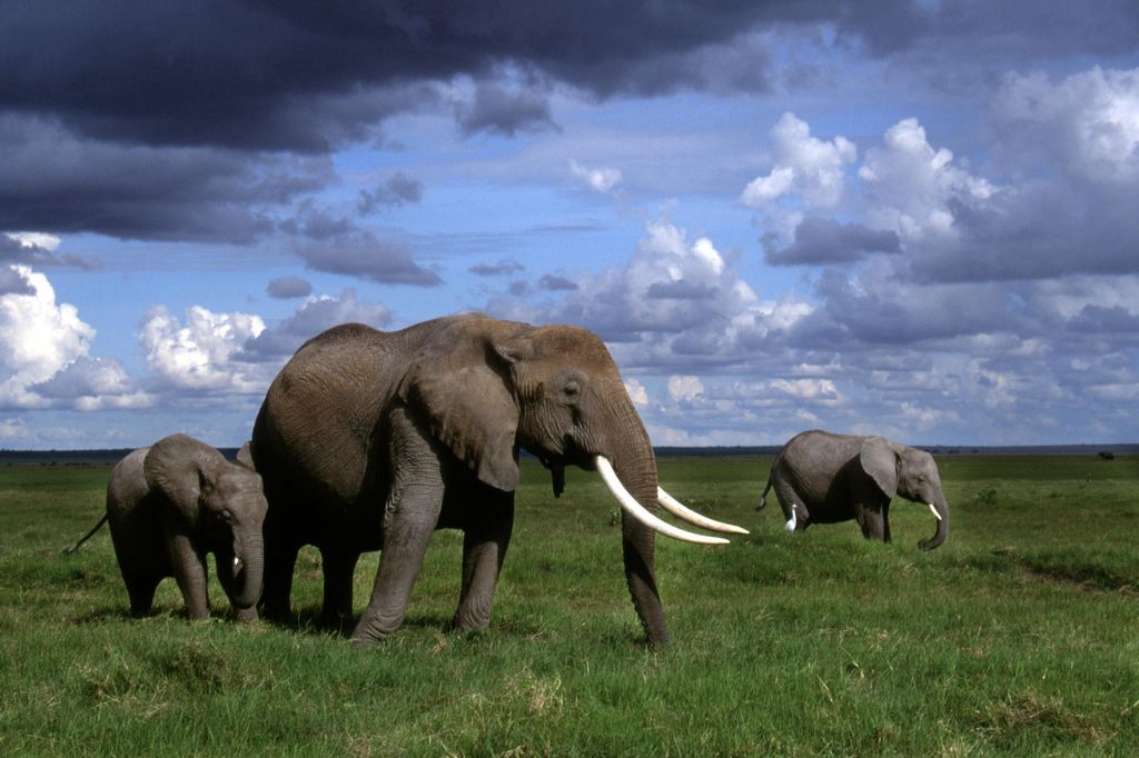 Elephant wallpaper. Labels: African Animals