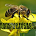 5 maneras de ayudar a las abejas y ¿Porque son tan importantes cuidarlas?