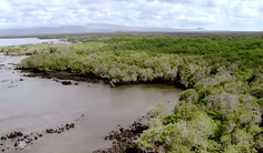fungsi hutan mangrove