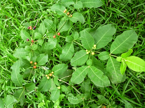 Leaves of Wal Ekaweriya - Rauvolfia tetraphylla