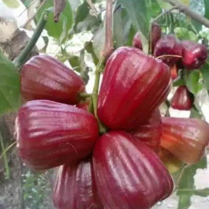 Bibit Jambu Dalhari