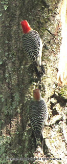 Red-bellied Woodpeckers