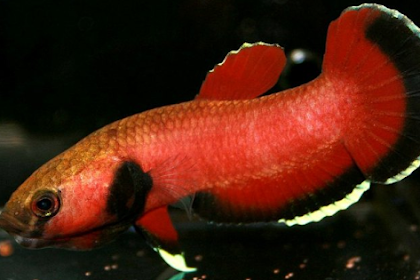 BETTA CHANNOIDES CUPANG BERKEPALA ULAR