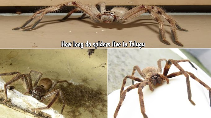 How long do spiders live in Telugu 2022 Tg Animals 