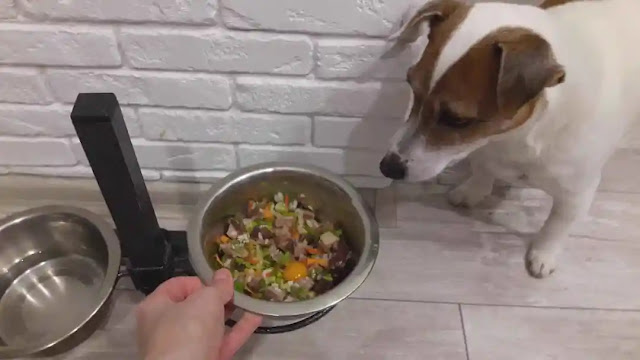 How often do you feed a dog?