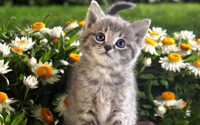 Cute Cat Wallpapers, Cute Kitten Wallpaper,