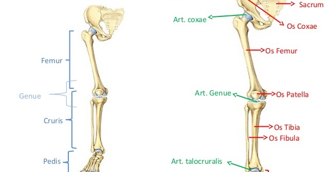 Jenis Jenis Rangka Apendikular Bagian Ekstremitas Bawah 