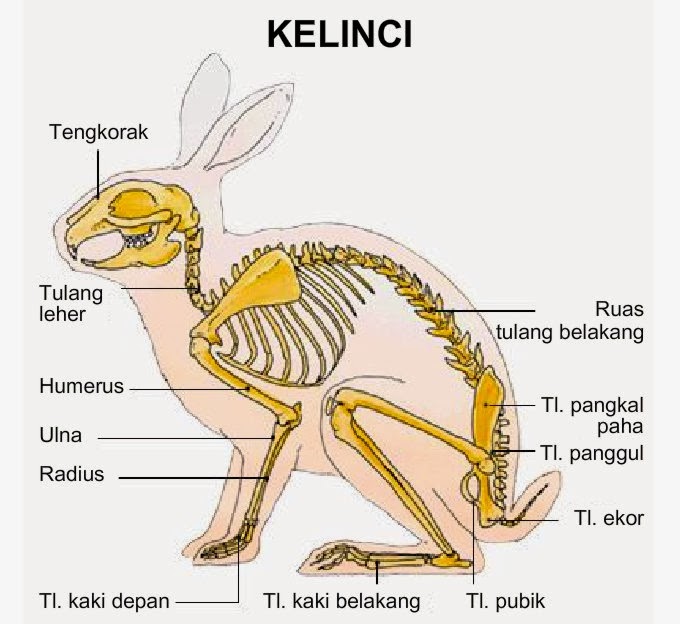 Sistem Pencernaan Pada Kelinci ~ Pengetahuan