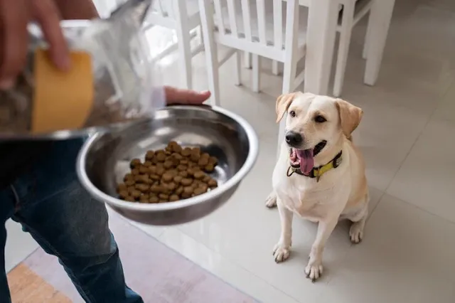 How Much Protein is in Dog Food