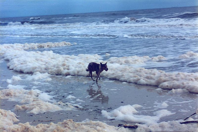 800px Sea foam west beach Fenomena Aneh dari Laut 