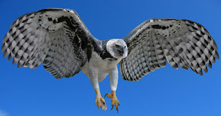 Facts About The Harpy Eagle