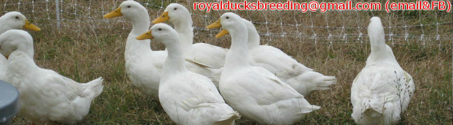 Royal Pekin Ducks Farm: White Pekin Ducks for Sale in ...