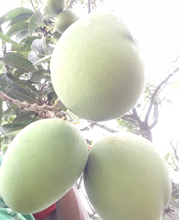 chapai mango sell