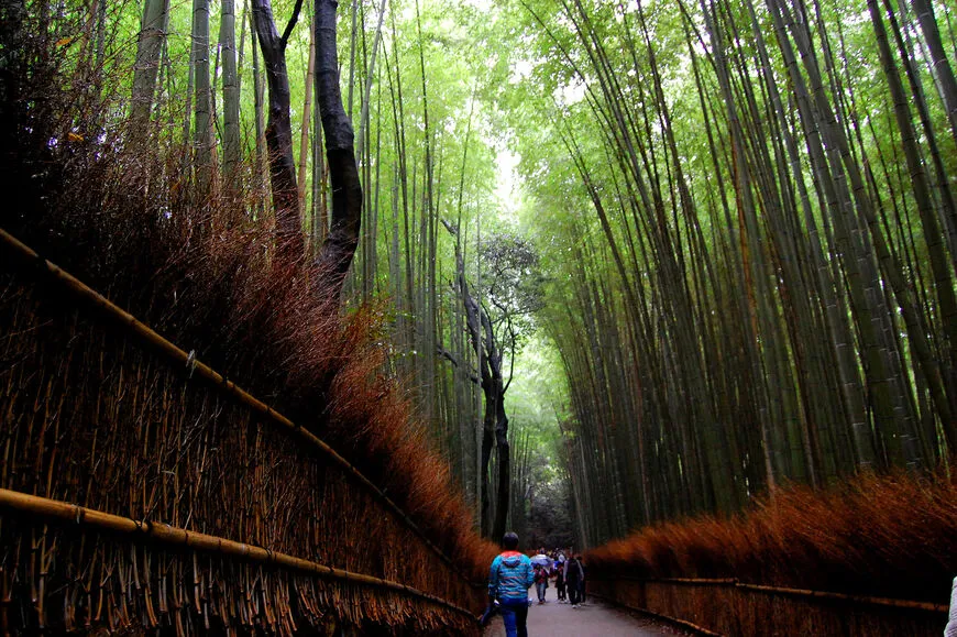 Arashiyama Bamboo Forest Kyoto Japan History