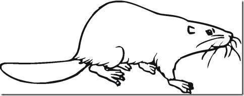 castor