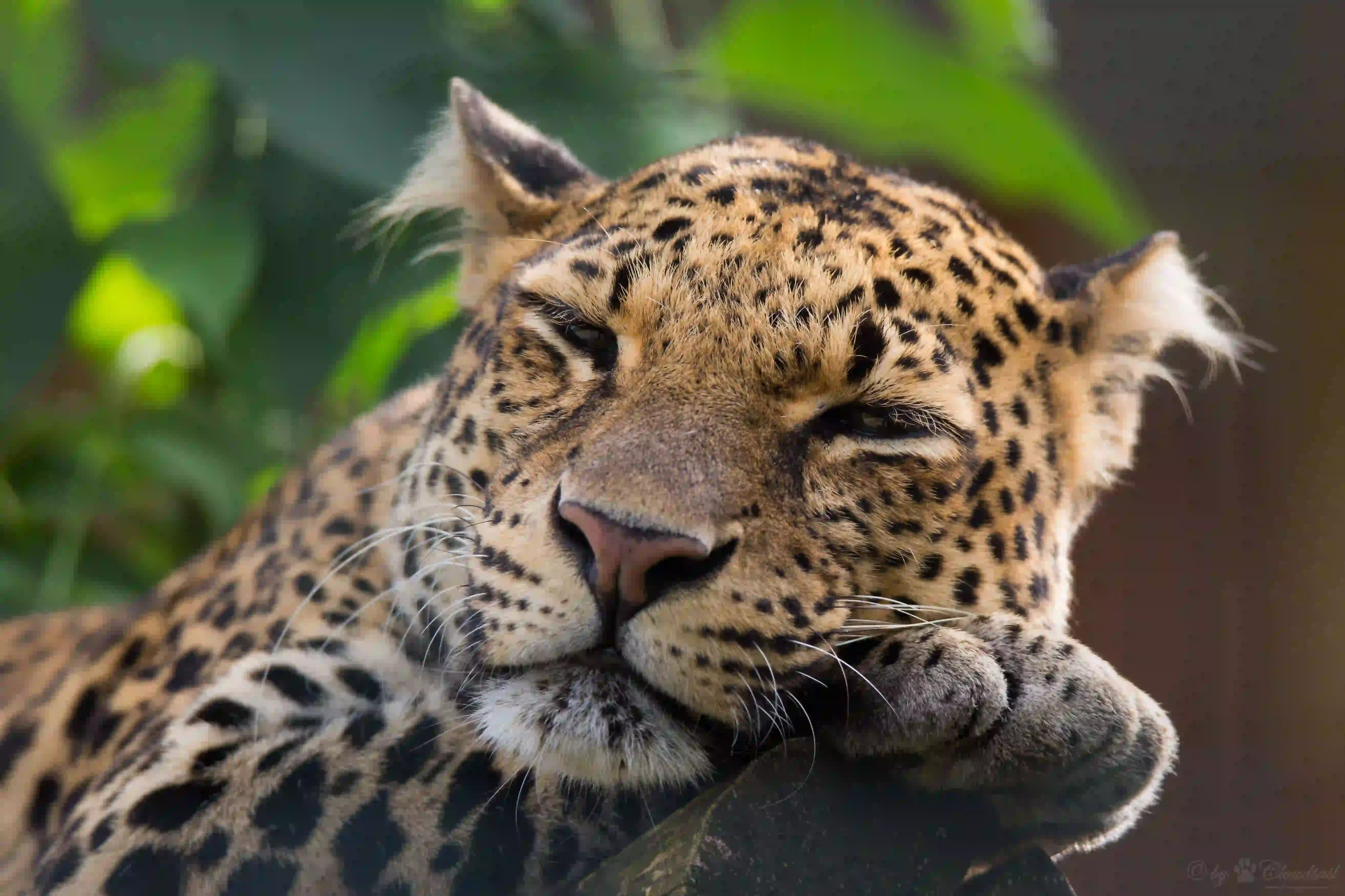 Javan Leopard