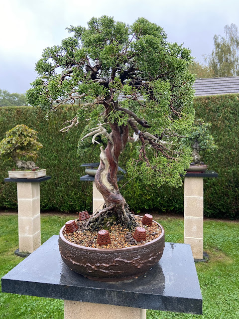 Bonsaï Zelkova serrata en forme de boule avec cache-pot bleu