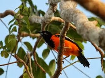 Amazing Pictures of Animals, Photo, Nature, Incredibel, Funny, Zoo, Venezuelan Troupial, Icterus icterus, Bird, Aves, Alex (14)