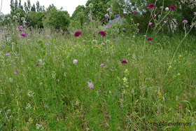 Bloemenweide aanleggen door grond te verarmen betekent aangepast maaibeheer en dus het maaisel afvoeren, bloemrijke weide, bloemrijk gazon, bloemenmengsel, arme grond