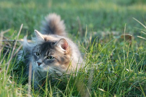 Gato Somalí