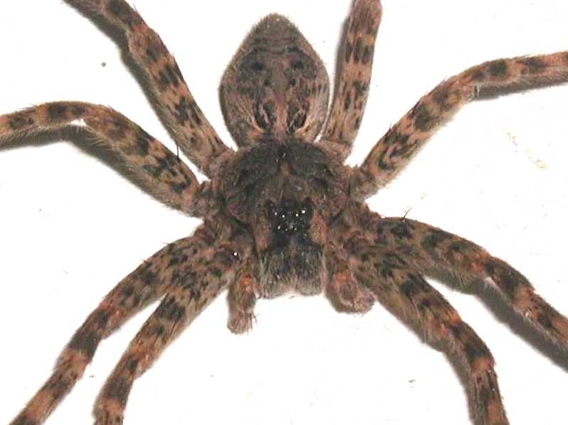 Wolf Spider