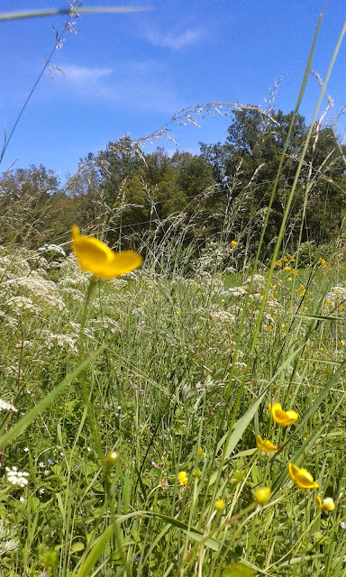 Sösdala, blommor, Fredriksberg 