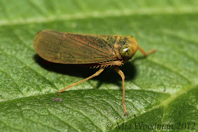 leafhopper green