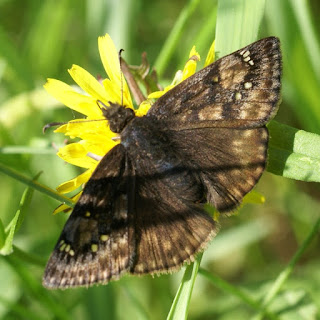 Erynnis juvenalis - Hespérie du chêne 