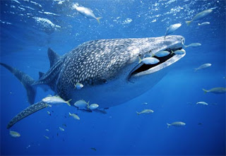 Grey Reef Shark Fish