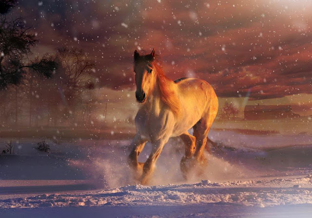 Horse wallpaper