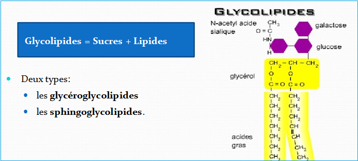 Glycolipides