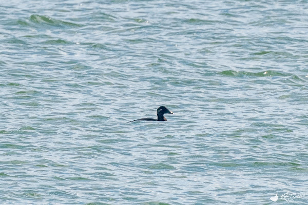 Surf scoter