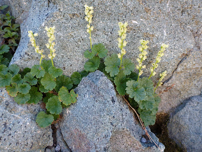 Elmera racemosa (Yellow Coralbells) Following a Rock Crevice