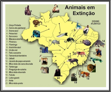 ANIMAIS-EM-EXTINÇÃO-NO-BRASIL 